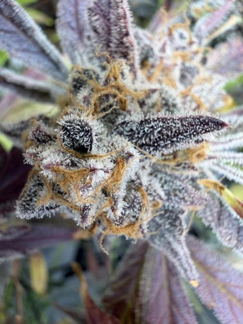 2 Pants 1 Pot - Mephisto. Week 14