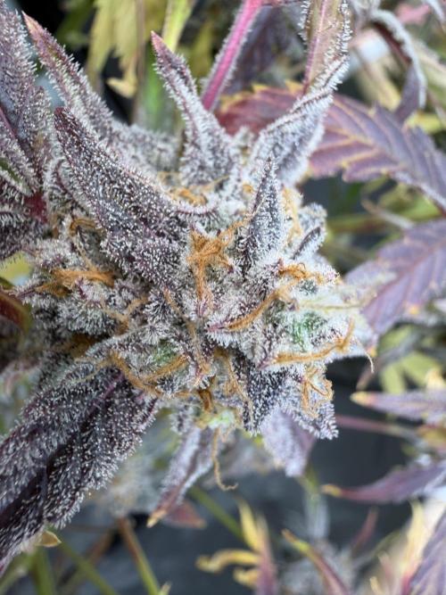 2 Pants 1 Pot - Mephisto. Week 14