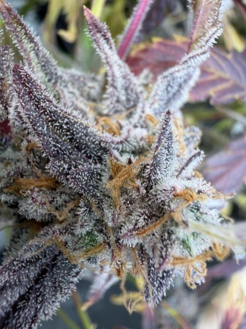 2 Pants 1 Pot - Mephisto. Week 14