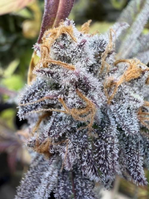 2 Pants 1 Pot - Mephisto. Week 14