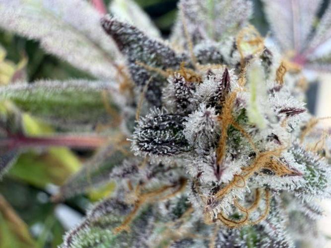 2 Pants 1 Pot - Mephisto. Week 13