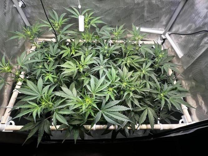 2 Pants 1 Pot - Mephisto. Week 6 - 10.06.26 | Tag 36