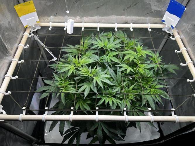 Blueberry Muffin - Humboldt Seed Company. Week 7 - 21.01.26 | Day 48 | F6