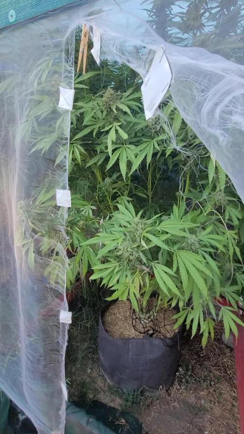 2024 / Sapphire OG / Candy Gas