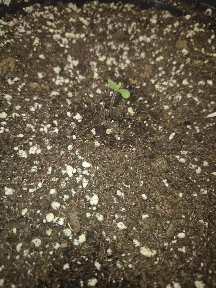 Gorilla Cookies Auto by FastBuds. Week 0