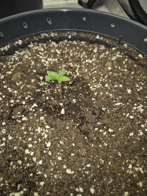 Gorilla Cookies Auto by FastBuds. Week 1