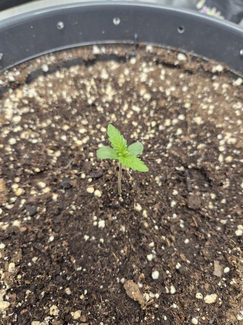 Gorilla Cookies Auto by FastBuds. Week 1