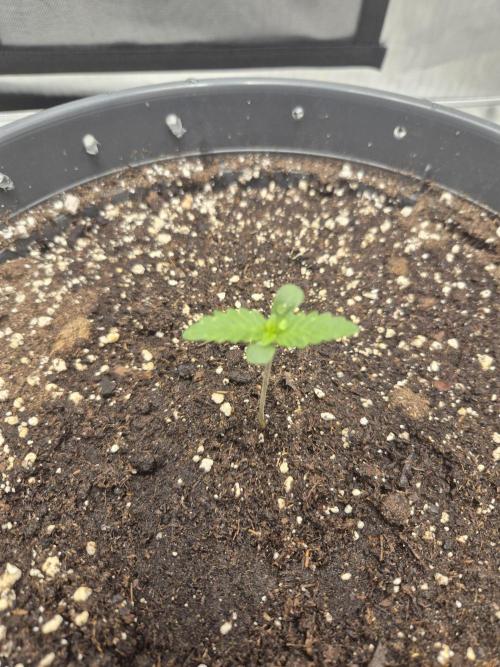 Gorilla Cookies Auto by FastBuds. Week 1
