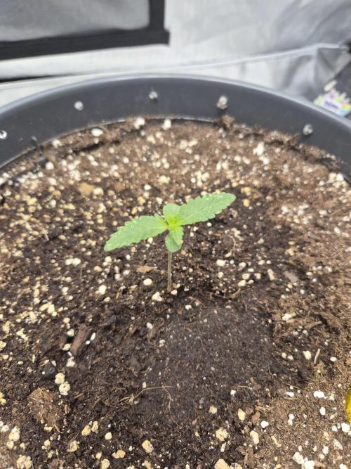 Gorilla Cookies Auto by FastBuds. Week 1