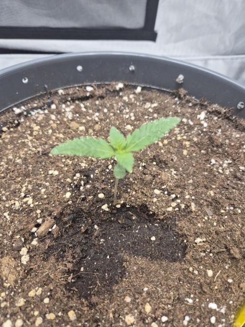 Gorilla Cookies Auto by FastBuds. Week 1