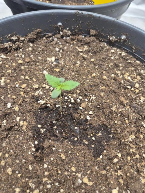 LSD-25 by Fastbuds🔆. Week 1