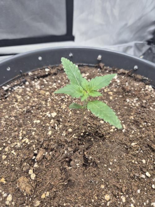 Gorilla Cookies Auto by FastBuds. Week 2