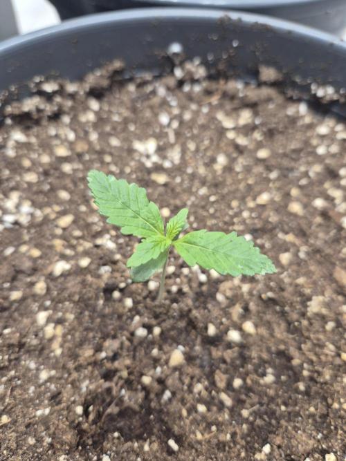 LSD-25 by Fastbuds🔆. Week 1