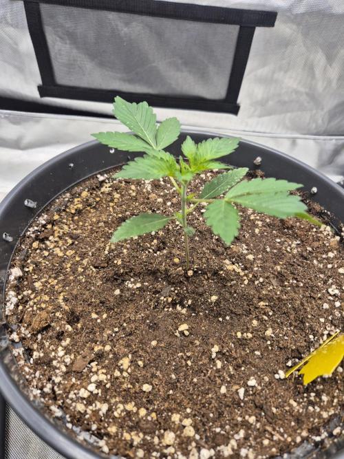 Gorilla Cookies Auto by FastBuds. Week 2