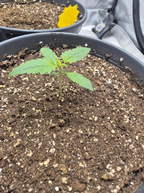 LSD-25 by Fastbuds🔆. Week 2