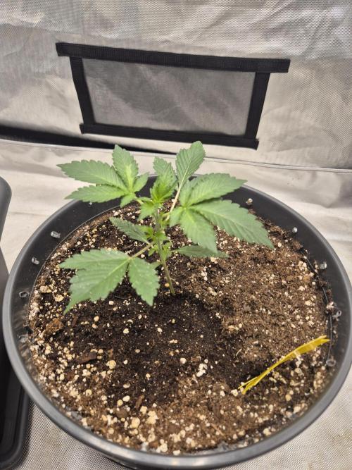 Gorilla Cookies Auto by FastBuds. Week 3