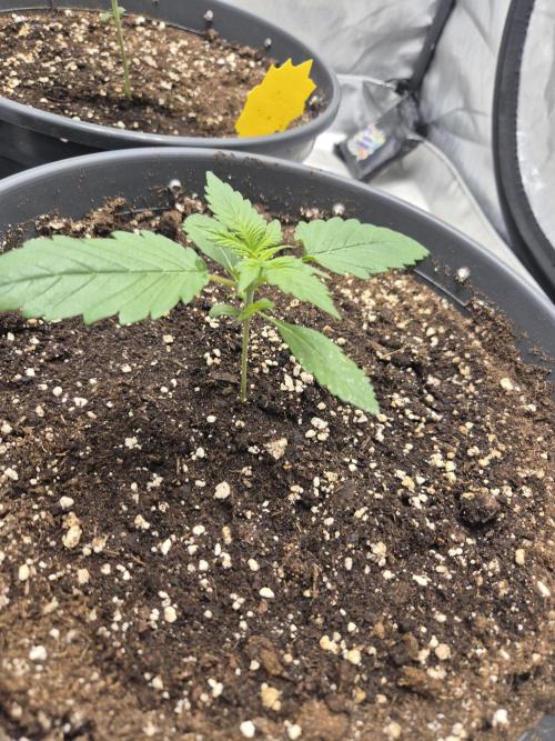 LSD-25 by Fastbuds🔆. Week 2