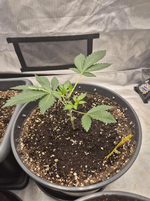 Gorilla Cookies Auto by FastBuds. Week 3