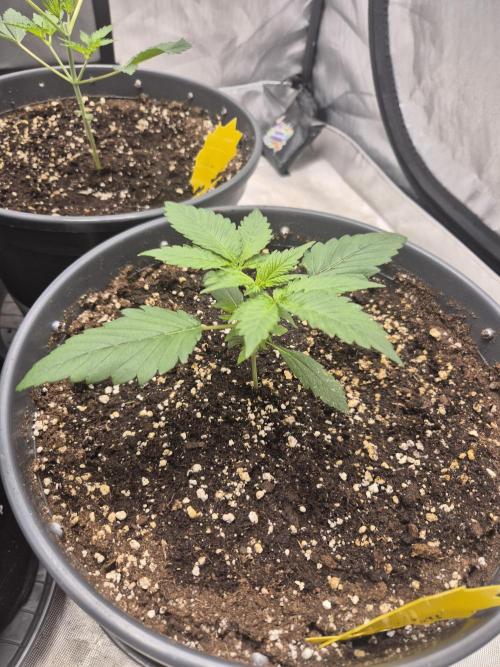 LSD-25 by Fastbuds🔆. Week 3