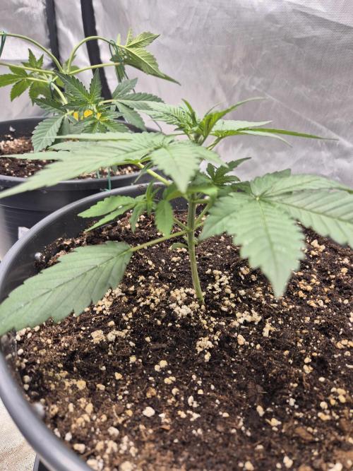 LSD-25 by Fastbuds🔆. Week 3