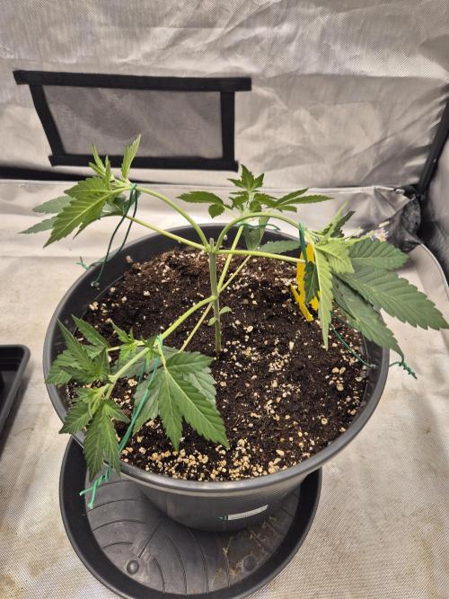 Gorilla Cookies Auto by FastBuds. Week 3