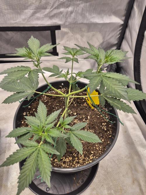 Gorilla Cookies Auto by FastBuds. Week 4