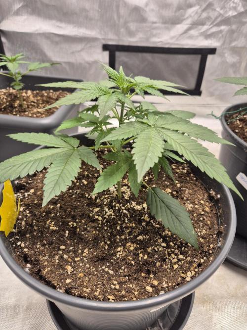 LSD-25 by Fastbuds🔆. Week 3