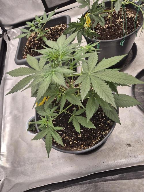 LSD-25 by Fastbuds🔆. Week 4