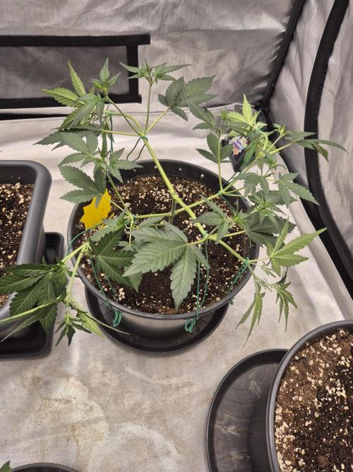 Gorilla Cookies Auto by FastBuds. Week 4