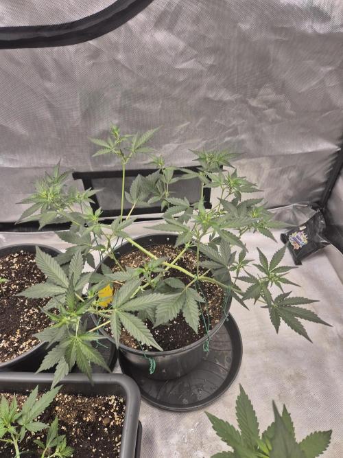 Gorilla Cookies Auto by FastBuds. Week 4
