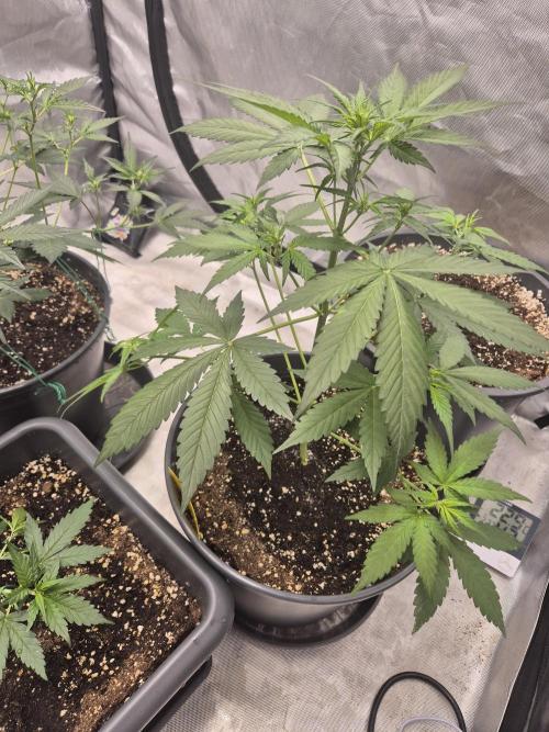 LSD-25 by Fastbuds🔆. Week 4