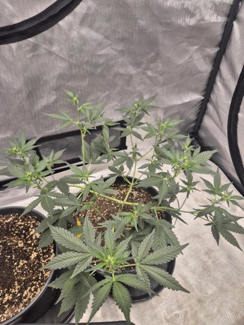 Gorilla Cookies Auto by FastBuds. Week 5