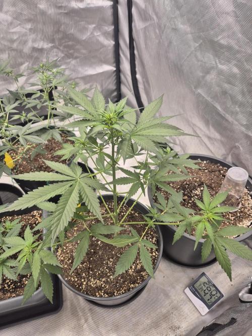 LSD-25 by Fastbuds🔆. Week 4