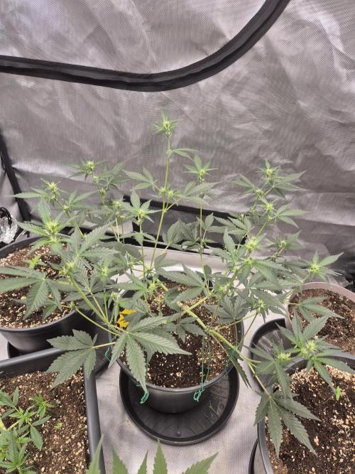 Gorilla Cookies Auto by FastBuds. Week 5