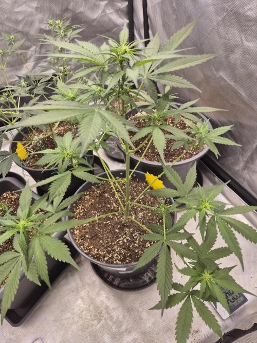 LSD-25 by Fastbuds🔆. Week 5