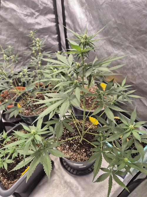 Papaya Cookies Auto. Week 5