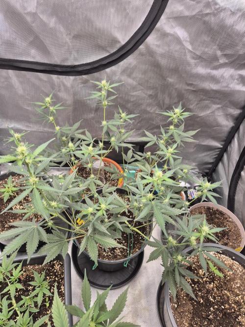 Gorilla Cookies Auto by FastBuds. Week 5