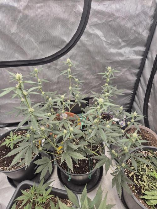 Gorilla Cookies Auto by FastBuds. Week 6