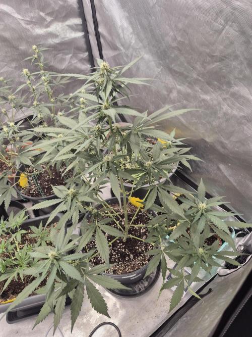 Papaya Cookies Auto. Week 5