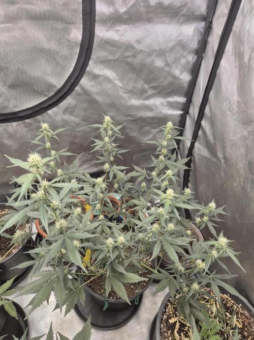 Gorilla Cookies Auto by FastBuds. Week 6