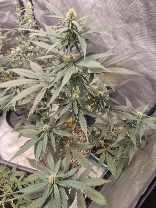 Papaya Cookies Auto. Week 6