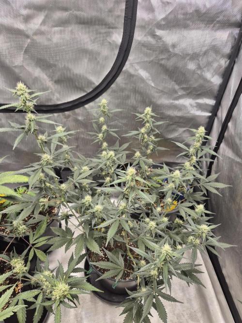 Gorilla Cookies Auto by FastBuds. Week 7