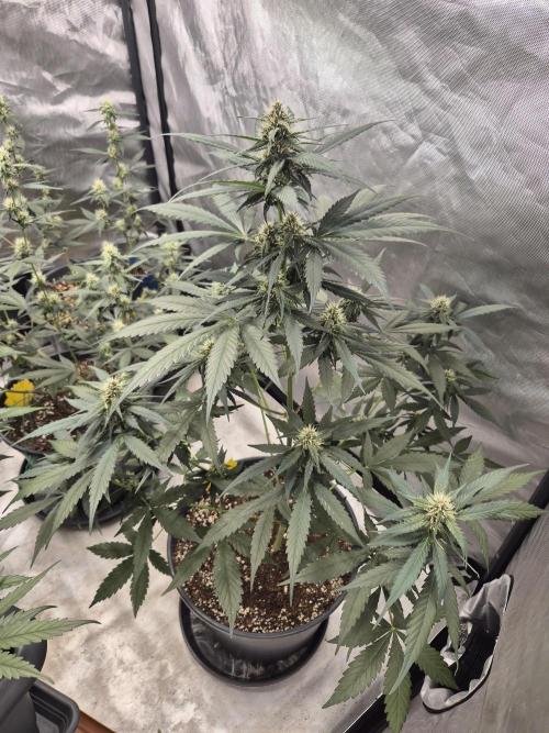 Papaya Cookies Auto. Week 6