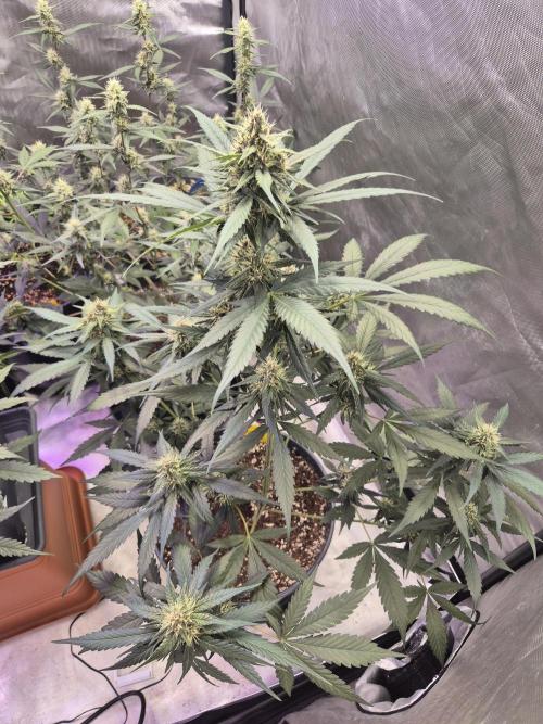 Papaya Cookies Auto. Week 7