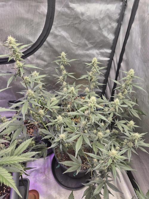 Gorilla Cookies Auto by FastBuds. Week 7