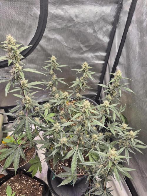 Gorilla Cookies Auto by FastBuds. Week 8