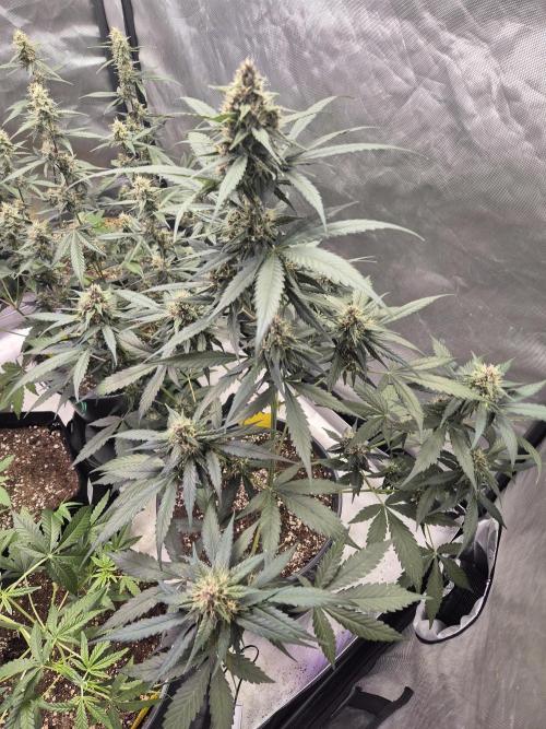 Papaya Cookies Auto. Week 7