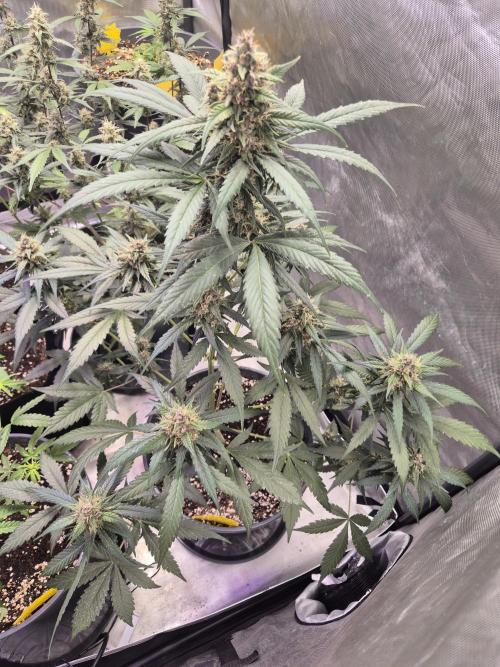 . Week 8