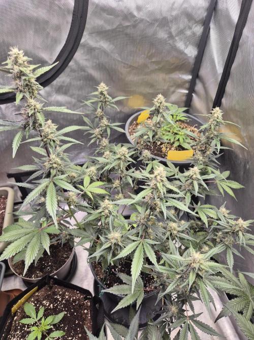 Gorilla Cookies Auto by FastBuds. Week 8