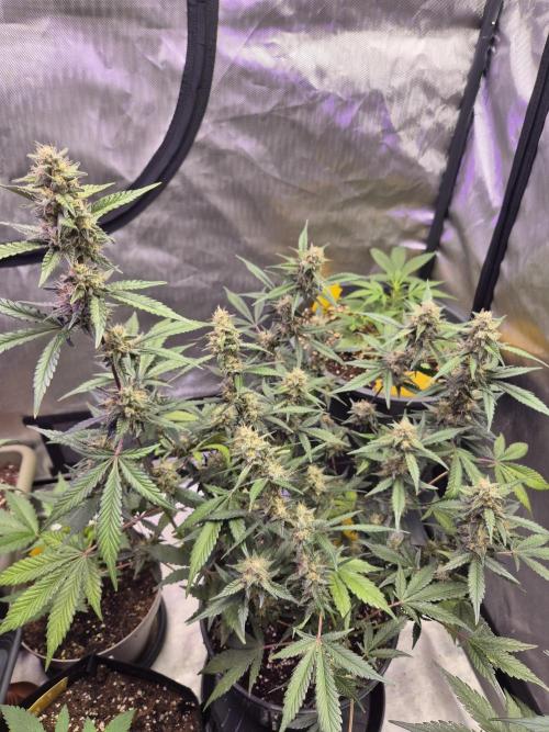 Gorilla Cookies Auto. Week 8
